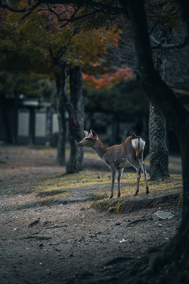 奈良公園の鹿と緑